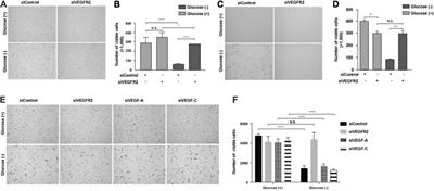 Role of VEGFR2 in Mediating Endoplasmic Reticulum Stress Under Glucose Deprivation and Determining Cell Death, Oxidative Stress, and Inflammatory Factor Expression